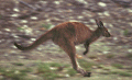 Insel der Känguruhs